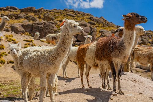A shy baby alpaca hides out