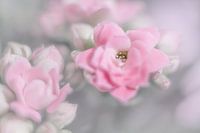 Kalanchoe