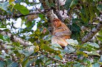 The Merry Look of Borneo (nose monkey portrait)