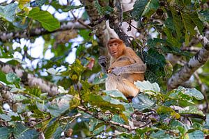 Neusaap in jungle / bos Borneo, Azië