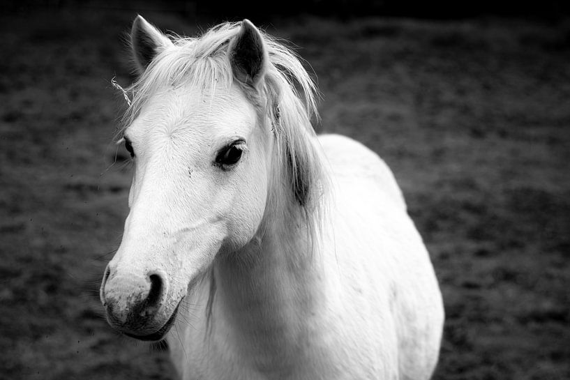 Seelenvolle Anmut von vasek petrik