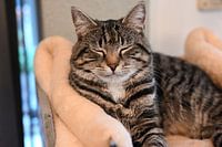 Grau gestreifte Katze auf Kratzbaum im Haus liegend