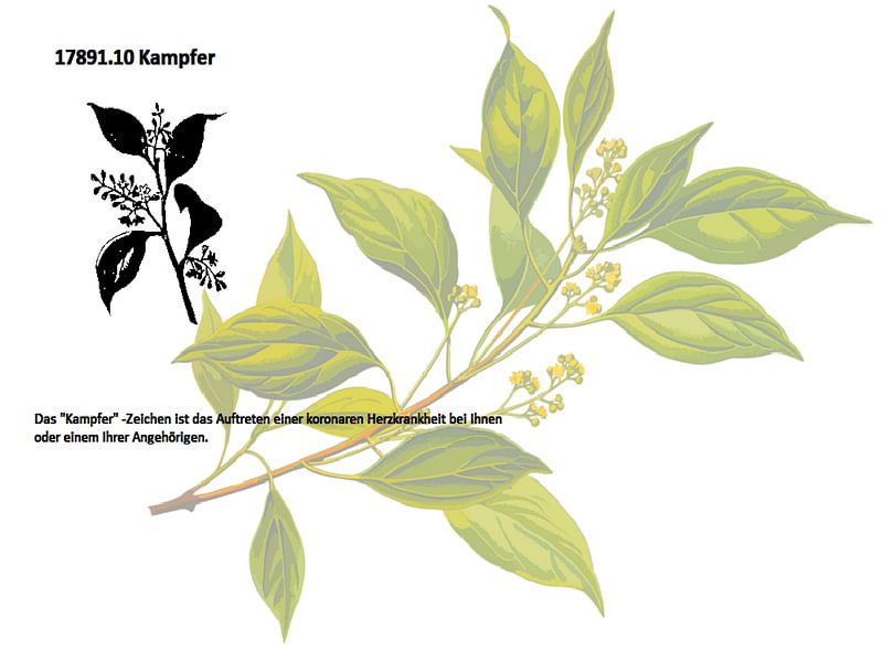 Kampfer 17891.10 von Vladimir Zykunov