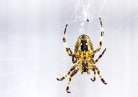 Macro shot of a garden spider, waiting in the web for its prey.