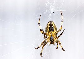 Macro shot of a garden spider, waiting in the web for its prey. by Devin Meijer
