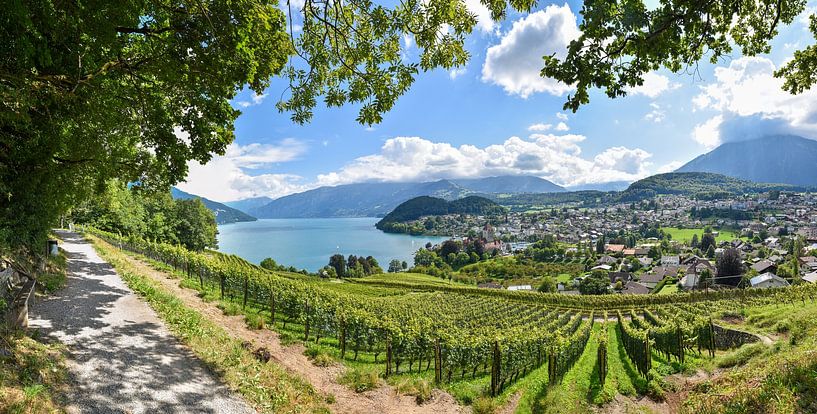 Sentier de randonnée du vignoble de Spiez Oberland bernois par SusaZoom