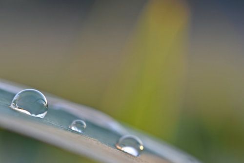 Water drops