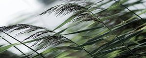 Cant grass