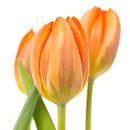 Drei orangefarbene Tulpen vor weißem Hintergrund von Jenco van Zalk Miniaturansicht