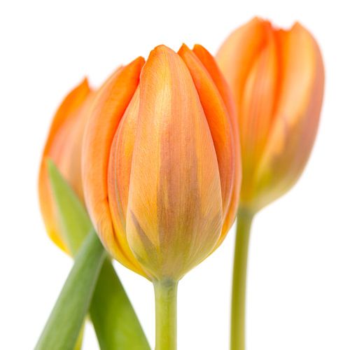 Drei orangefarbene Tulpen vor weißem Hintergrund