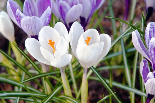 Bright crocuses in the sunny spring light  by Silva Wischeropp