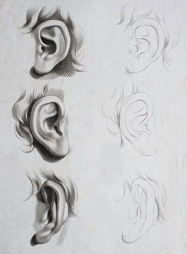 Etude et croquis d'oreilles sur un visage en noir et blanc