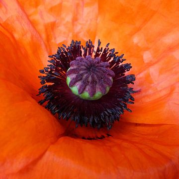 Papaver sur Dianne van der Velden