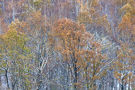 Beautiful winter forest