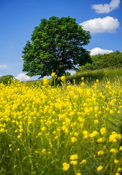 Arbre isolé sur une colline dans un som à fleurs jaunes par ManfredFotos