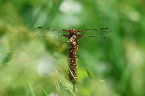 Dragonfly in a dream world