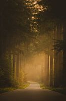 Morning light in the Speulderbos