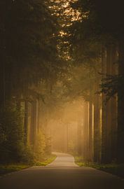 Morning light in the Speulderbos by Ivor Baak