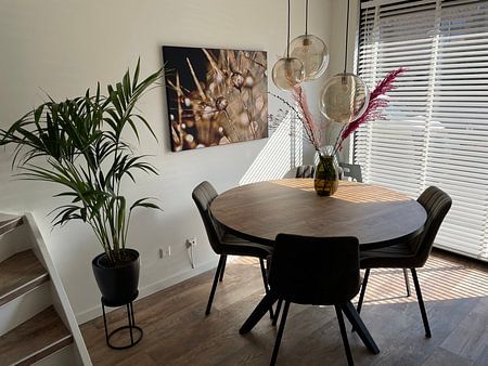 Dandelion Golden Touch