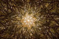 Natuurlijke mandala van bomen