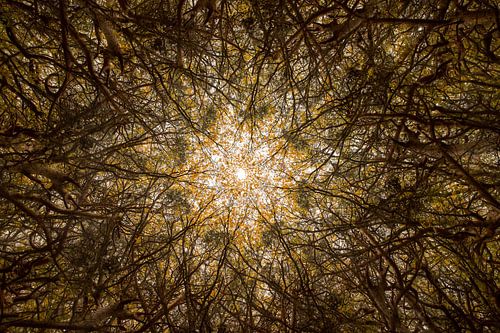 Mandala naturel des arbres