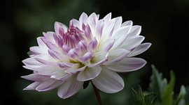 Dahlia bloem wit-paars panorama van TheXclusive Art