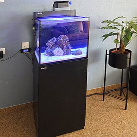 Customer photo: Clownfish by Poster Art Shop, on ArtFrame