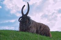 Hebridenschaf