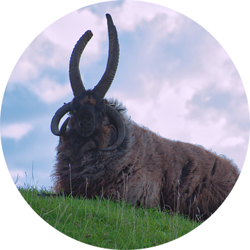 Hebridean sheep van Miny'S