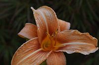 Lily