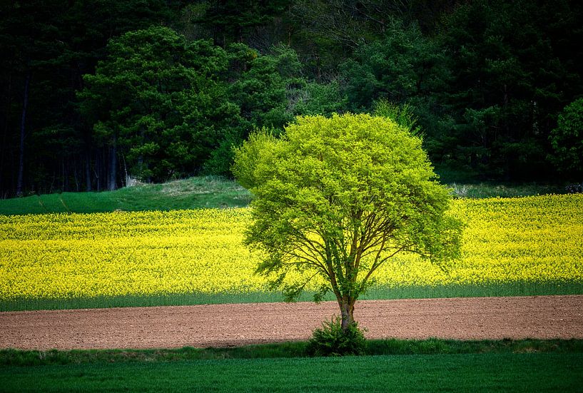 Vrijstaande boom voor een geel bloeiend koolzaadveld van ManfredFotos
