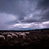 Schaapskudde bij Ermelo van Eddy 't Jong