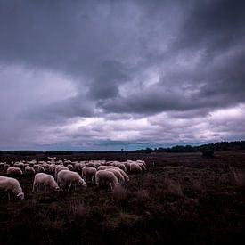 Sheep flock near Ermelo by Eddy 't Jong
