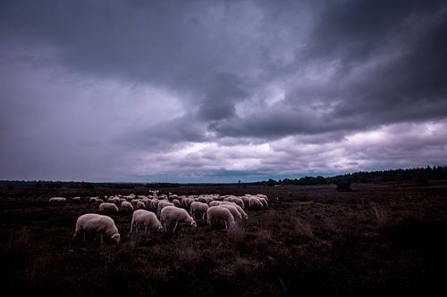 Sheep flock near Ermelo by Eddy 't Jong