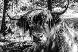 Scottish Highlander in B&W by Laura Reedijk