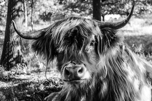 Schottischer Highlander in B&W