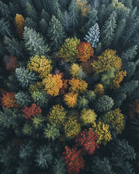 Romantisch herfstbos van fernlichtsicht