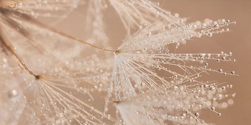 Panorama close-up: Druppeltjes aan de pluisjes van een paardenbloem