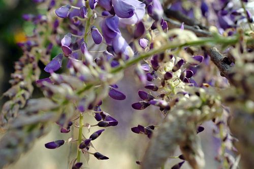 Glycine en fleurs