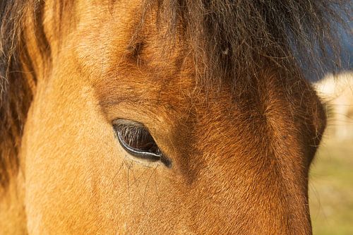Close-up IJslands paard