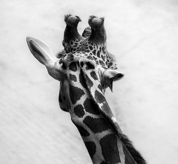 Giraffe van Manon Nijssen