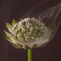 Elegantie in natuurlijke rust: De kwetsbare dynamiek in een vierkant
