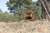 Ruhender schottischer Highlander