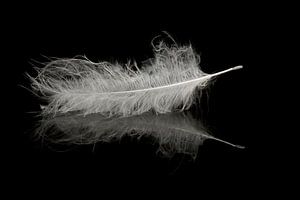 Plume flottant sur l'eau