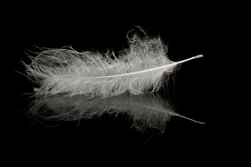 Auf dem Wasser schwimmende Feder