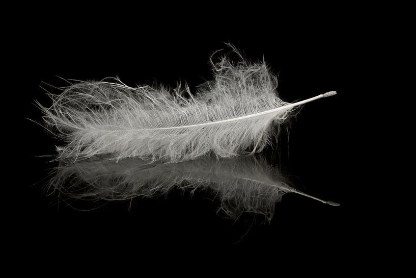 Feather floating on water by Ronald Pol
