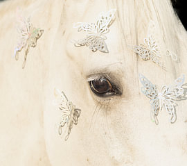 Makroaufnahme eines Pferdeauges mit irisierenden Schmetterlingen von Laura Georgi Tier- und Ladschaftsfotografie