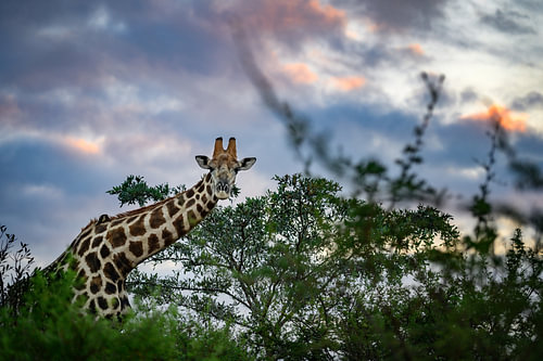 Une girafe dans la nature africaine sur Chi