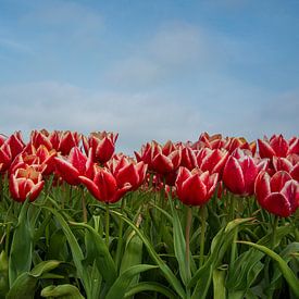 Rote Tulpen unter blauem Himmel von Natuurels