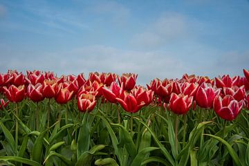 Rode tulpen onder een blauwe hemel van Natuurels